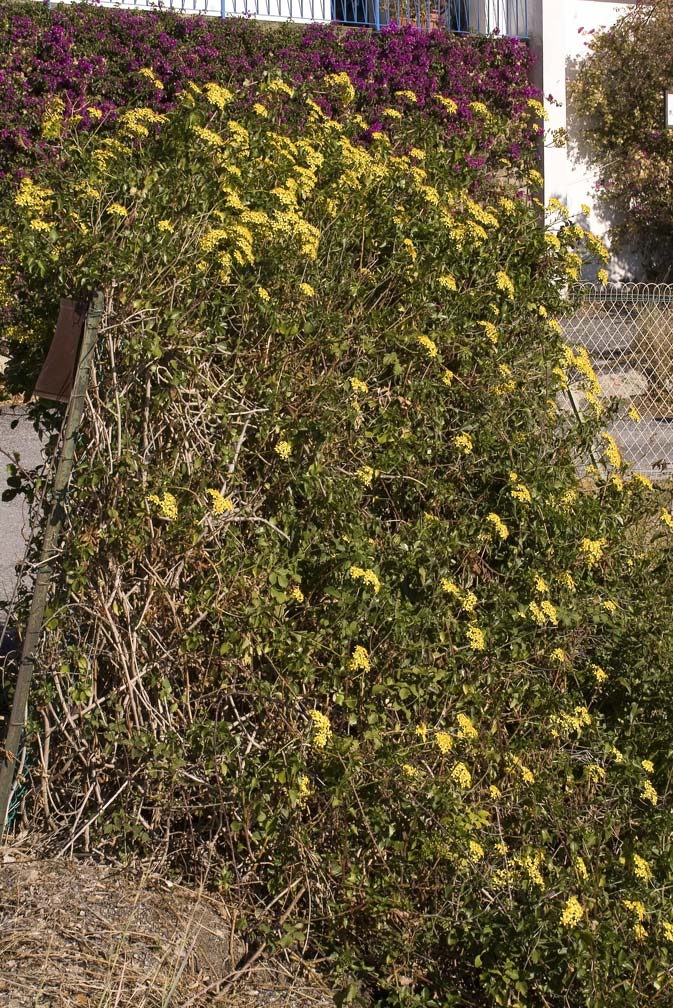 Senecio angulatus / Senecione angolato